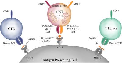 Novel lipid antigens for NKT cells in cancer